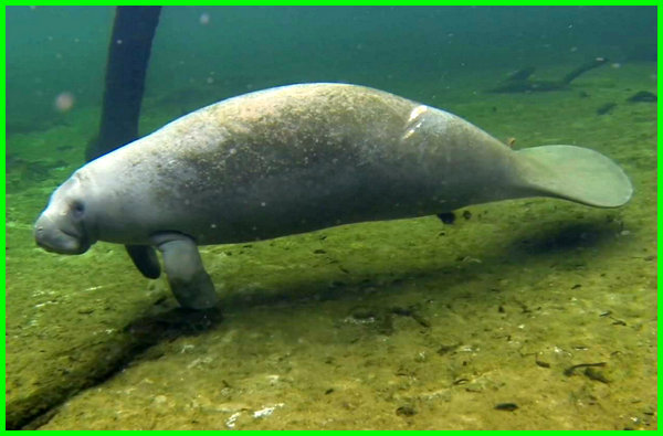 Manatee Adalah Lembu Laut yang Gendut Dunia Fauna 